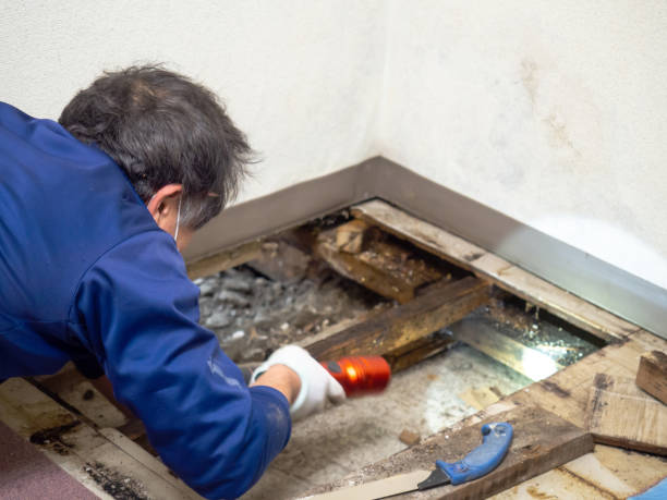 Best Residential Mold Remediation in Tyler, TX