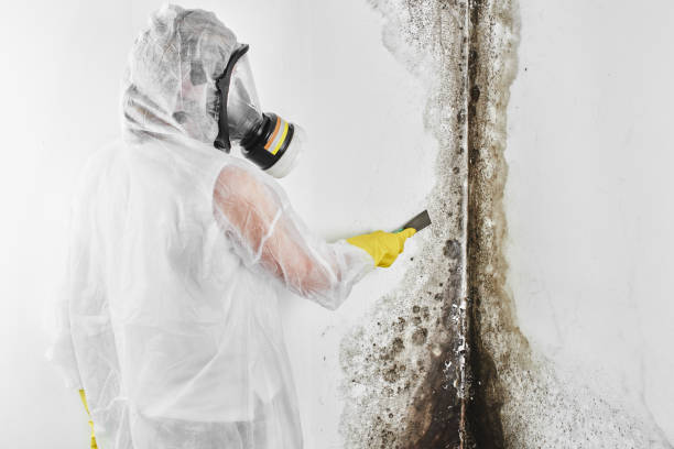 Best White Mold Remediation in Tyler, TX