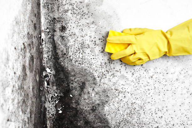 Best Health and Safety Mold Remediation in Tyler, TX