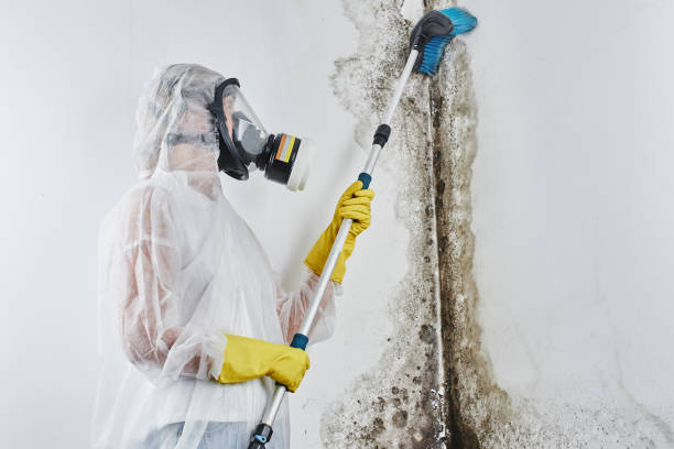 Trusted Tyler, TX Mold Remediation Experts