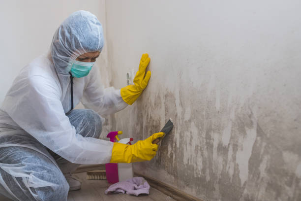 Best Post-Flood Mold Remediation in Tyler, TX