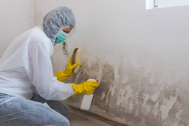 Best Basement Mold Remediation in Tyler, TX