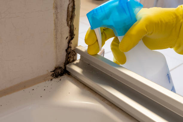 Best Mold Testing and Inspection Services in Tyler, TX