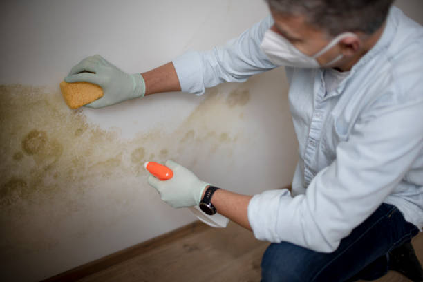 Best White Mold Remediation in Tyler, TX