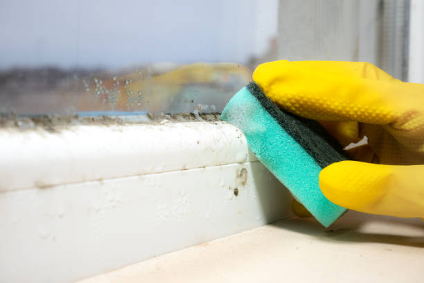 Best Residential Mold Remediation in Tyler, TX