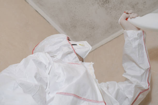 Best Black Mold Remediation in Tyler, TX